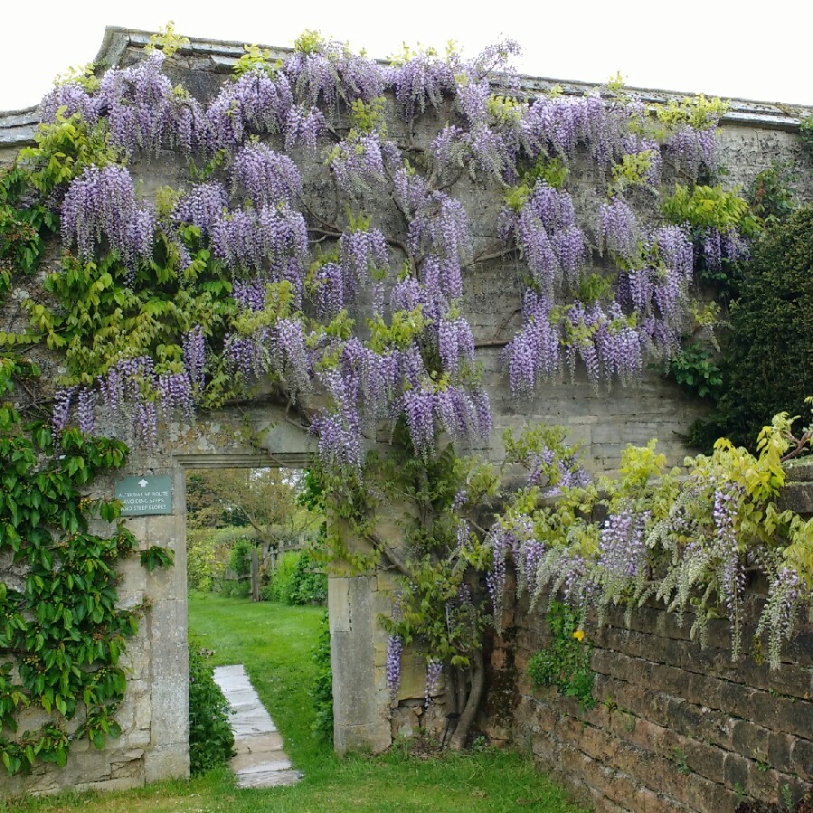 Japanese Wisteria Burford in the GardenTags plant encyclopedia