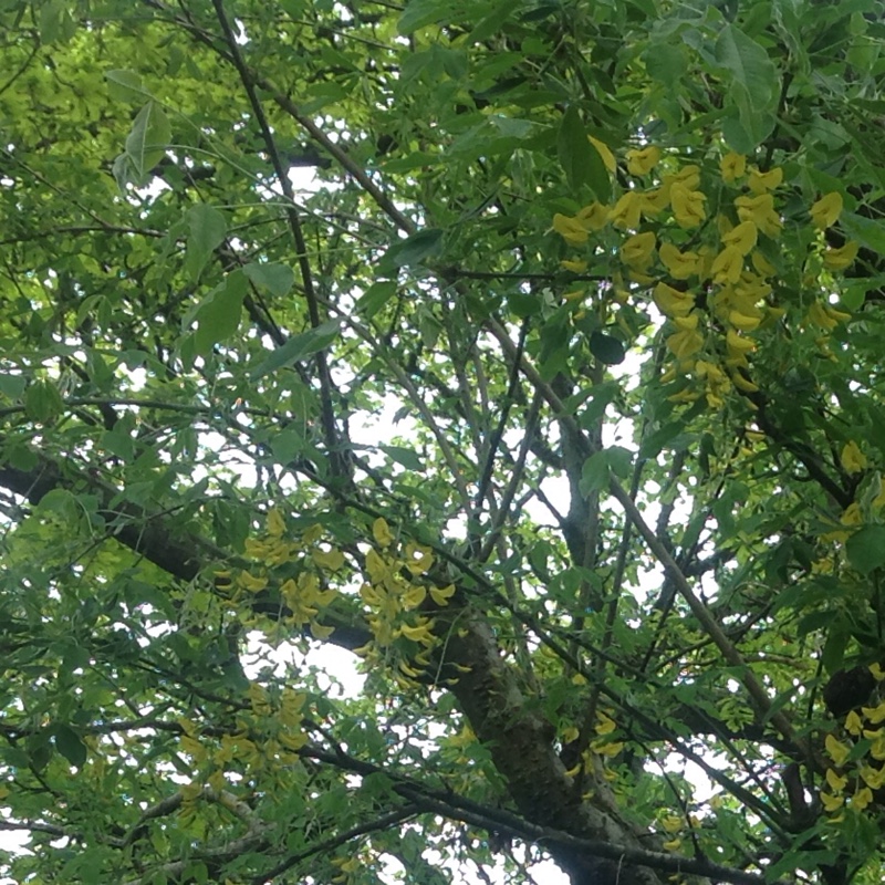 Adams Laburnum in the GardenTags plant encyclopedia