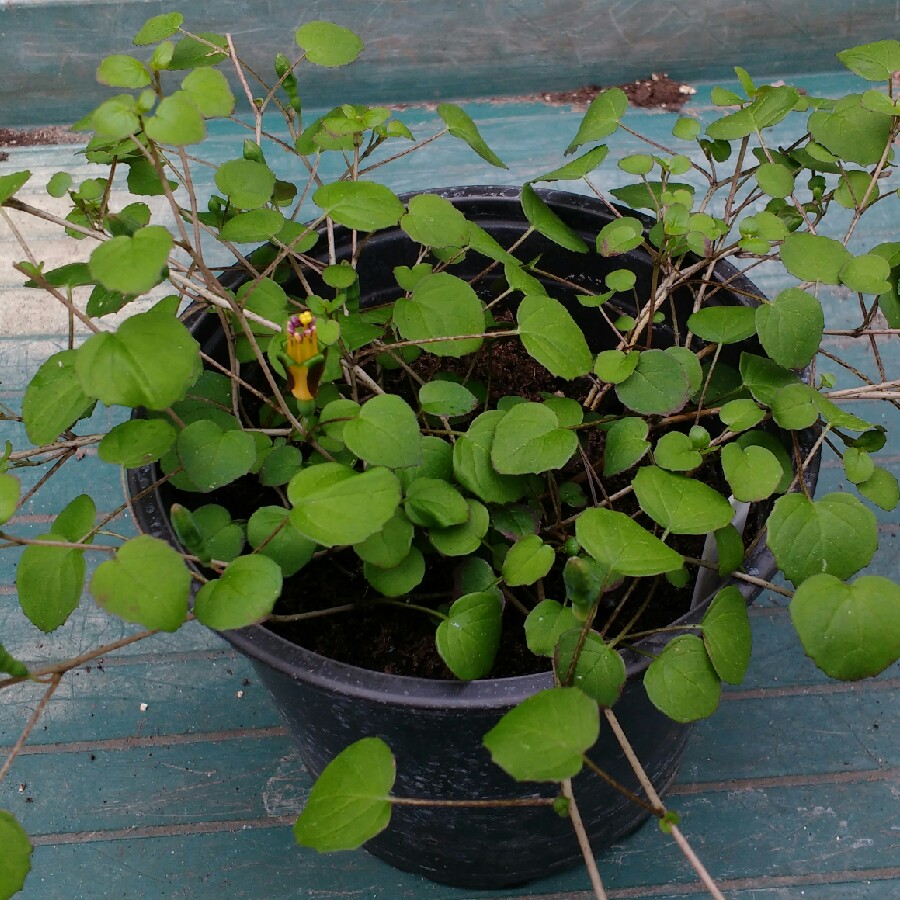 Creeping Fuchsia in the GardenTags plant encyclopedia