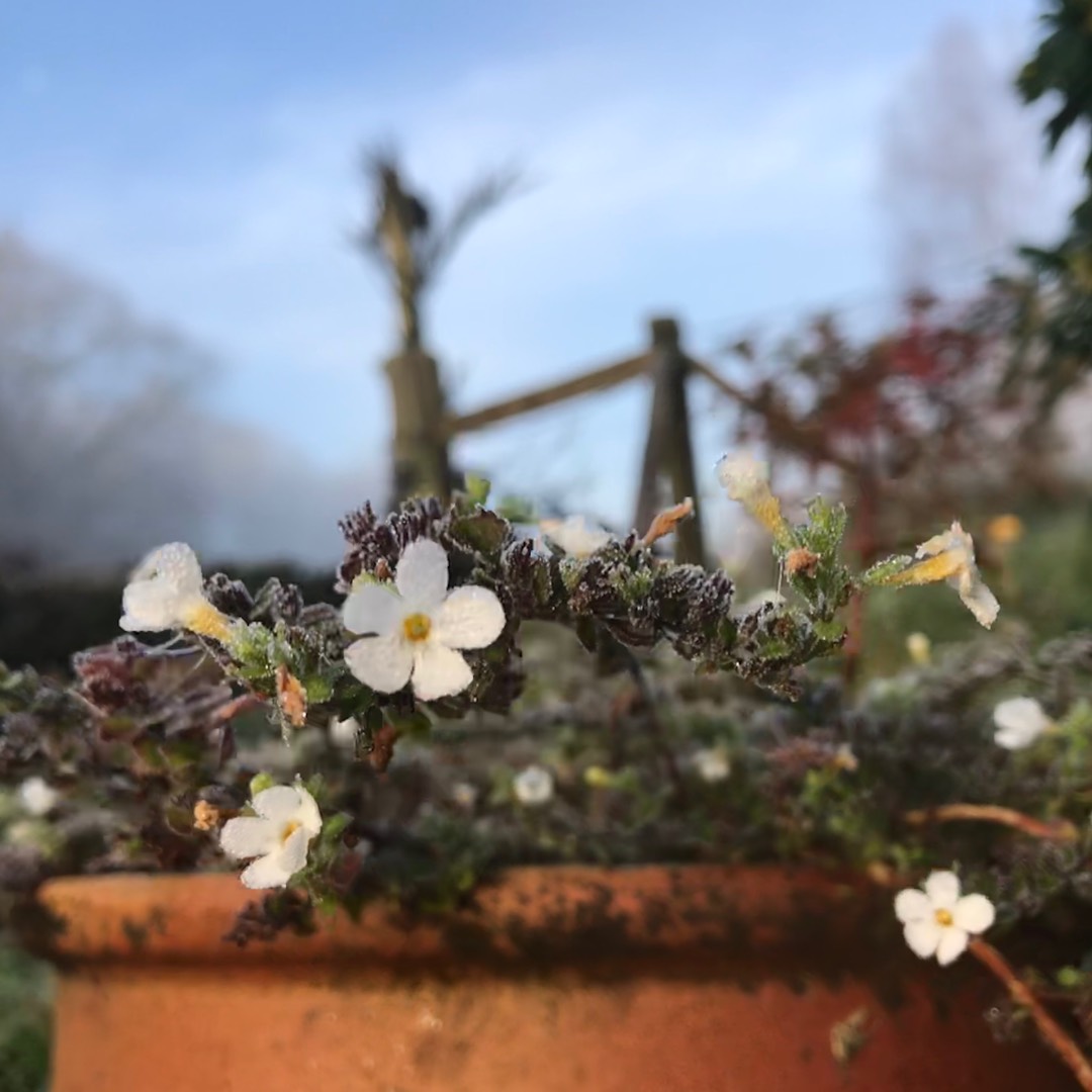 Bacopa Gulliver White in the GardenTags plant encyclopedia