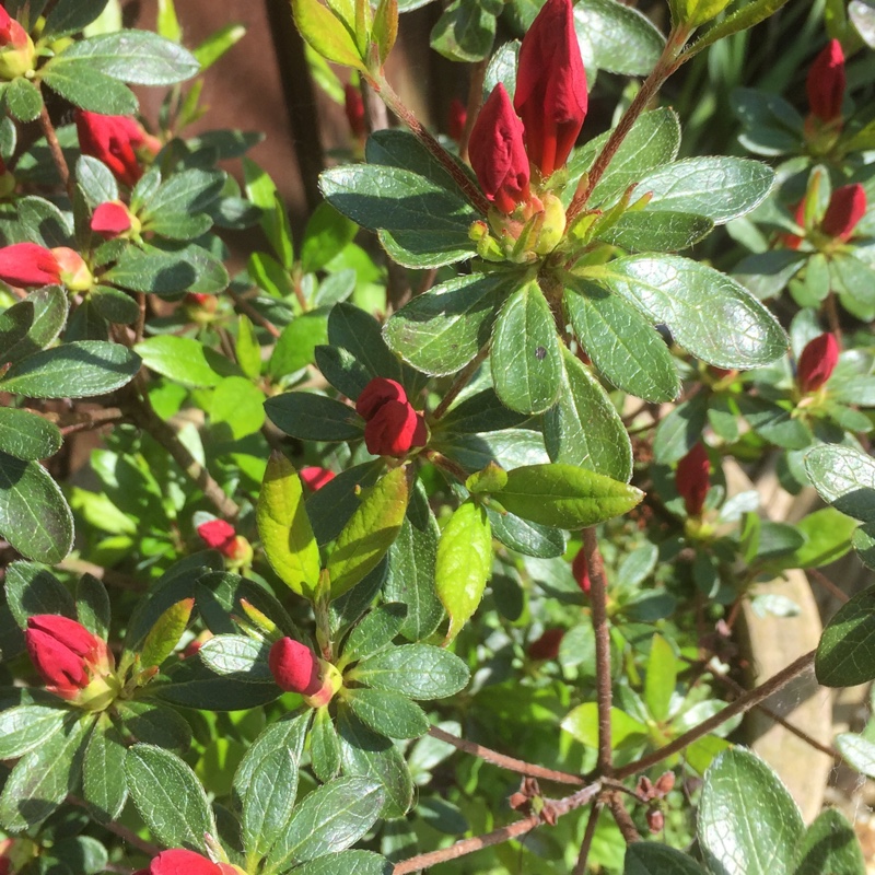 Dwarf Rhododendron Bengal in the GardenTags plant encyclopedia