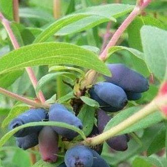 Honeyberry in the GardenTags plant encyclopedia