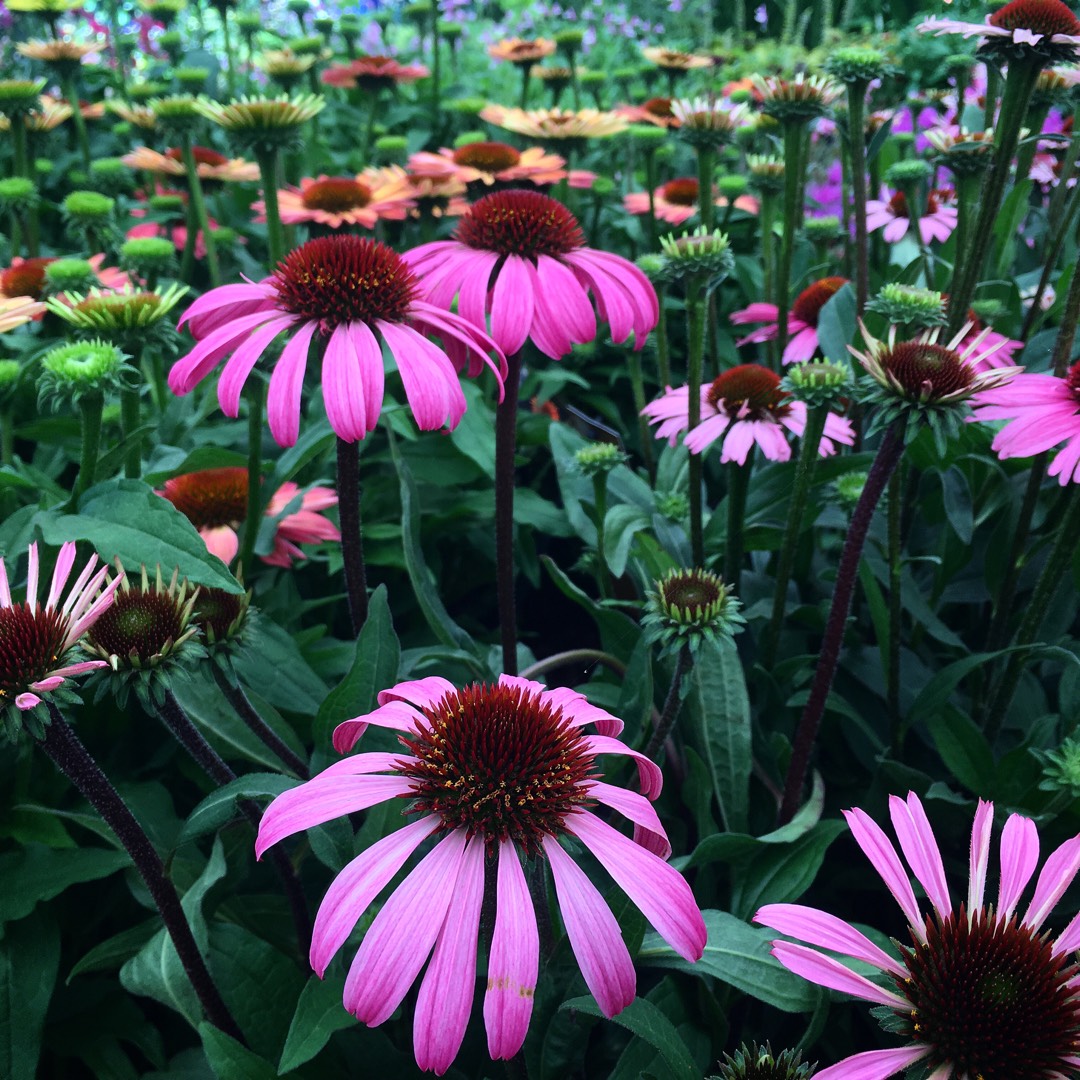 Coneflower Amazing Dream in the GardenTags plant encyclopedia