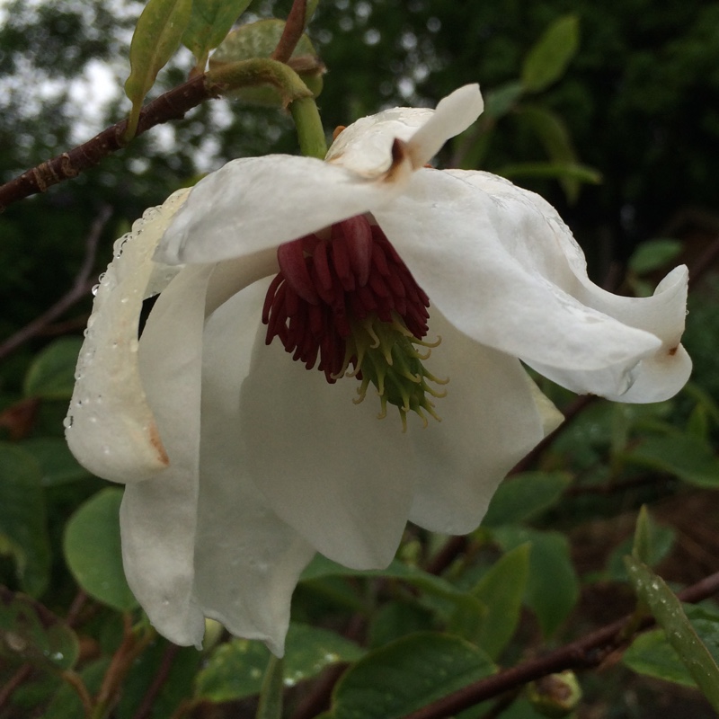 Wilsons magnolia in the GardenTags plant encyclopedia