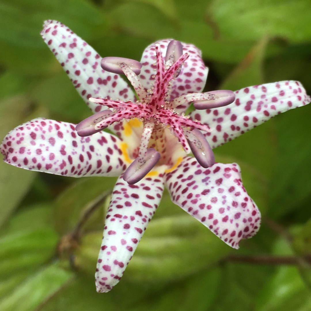 Toad lily Blue Wonder in the GardenTags plant encyclopedia