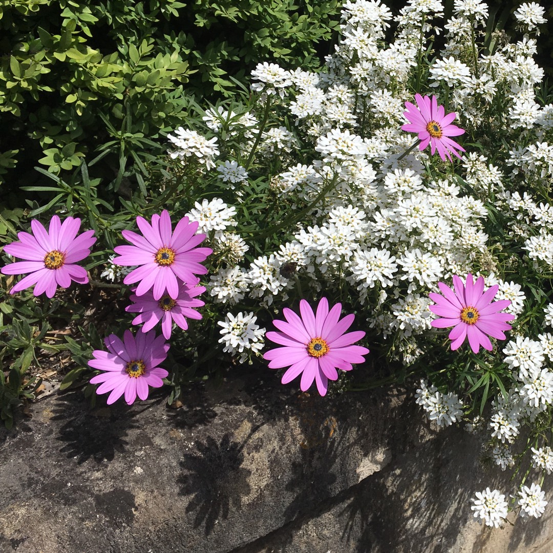 African daisy Cannington Roy in the GardenTags plant encyclopedia