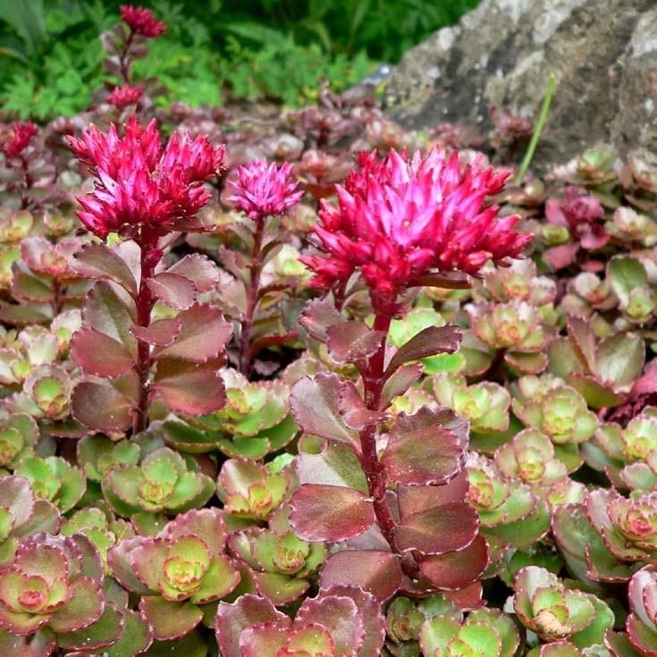 Stonecrop Fuldaglut in the GardenTags plant encyclopedia