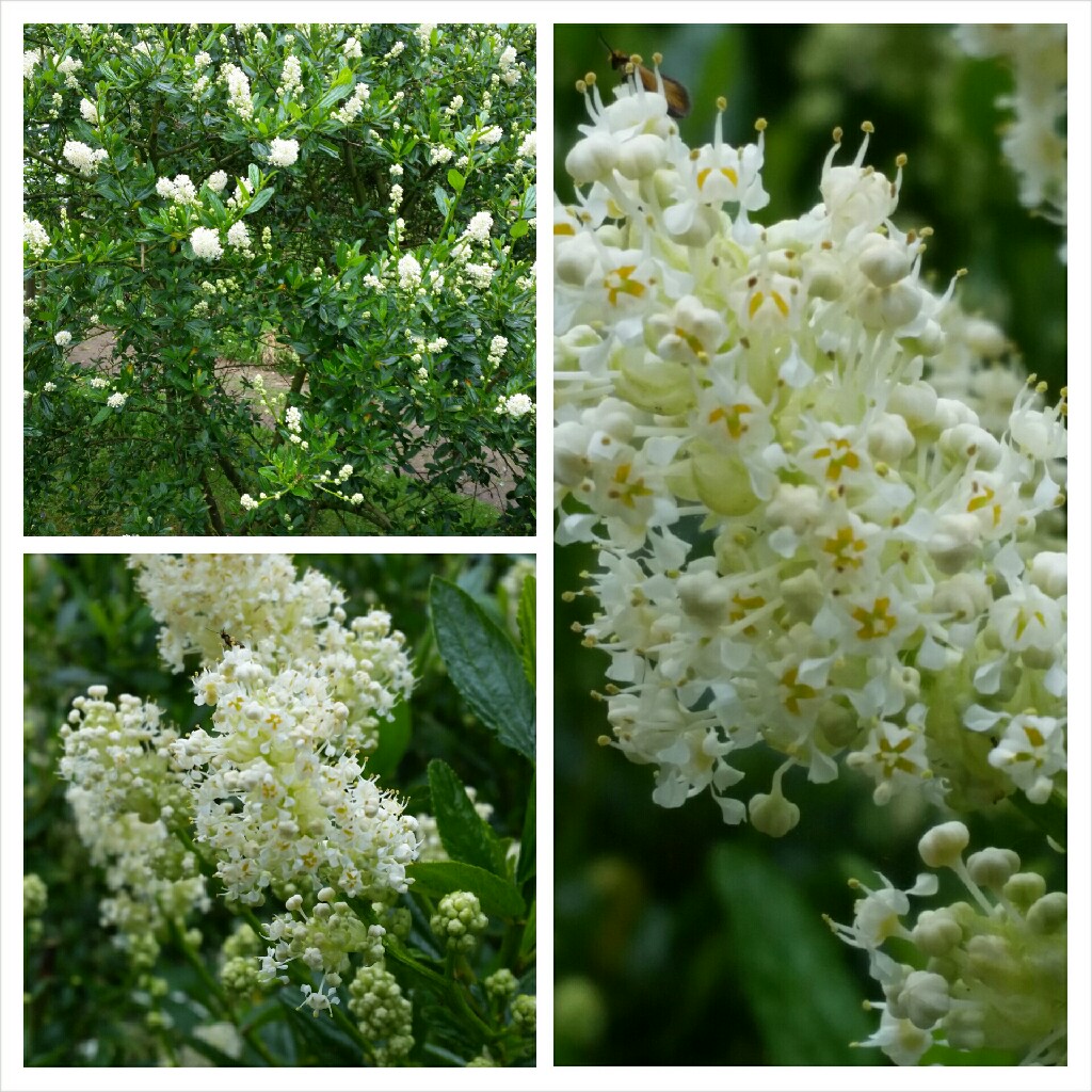 California Lilac Millerton Point in the GardenTags plant encyclopedia