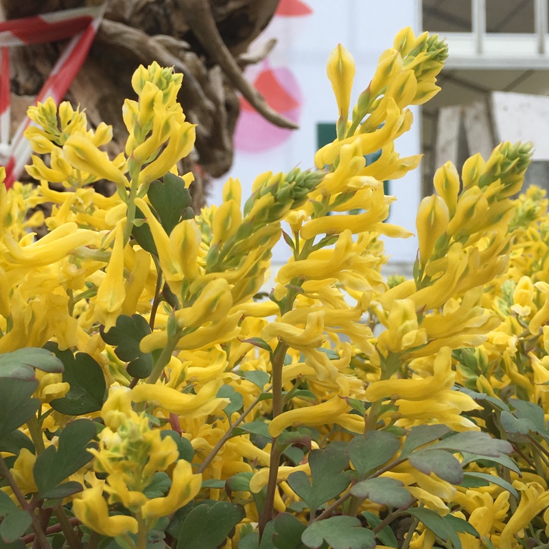 Corydalis Canary Feathers in the GardenTags plant encyclopedia