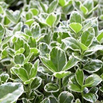 Spindle shrub Kathy in the GardenTags plant encyclopedia