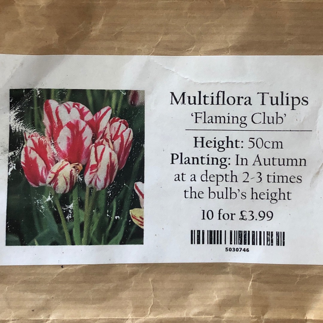 Tulip Flaming Club (Single Late) in the GardenTags plant encyclopedia