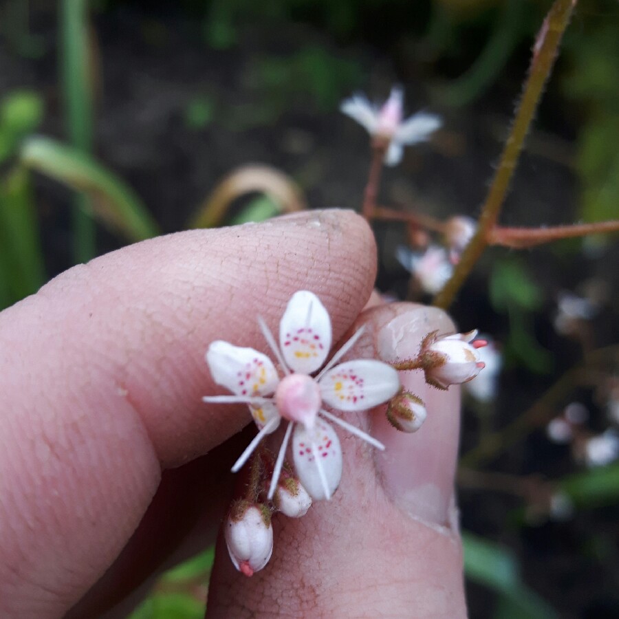 Saxifrage Umbrosa in the GardenTags plant encyclopedia