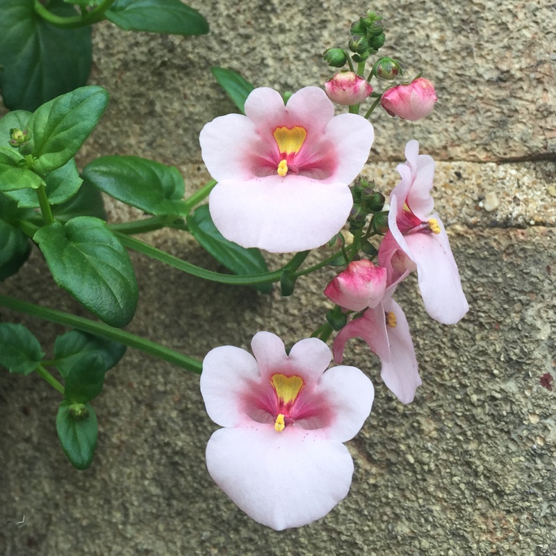 Twinspur in the GardenTags plant encyclopedia