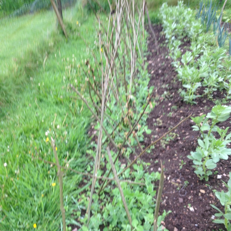 Pea Onward in the GardenTags plant encyclopedia