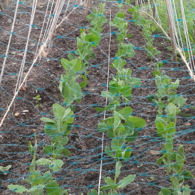 Pea Avola in the GardenTags plant encyclopedia