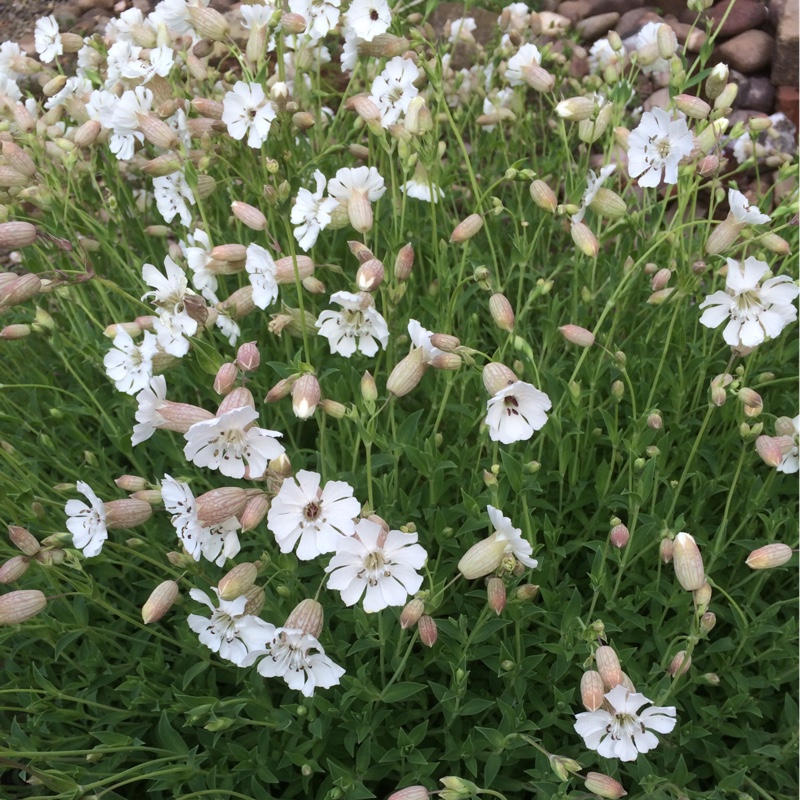 Variegated Rock Campion in the GardenTags plant encyclopedia