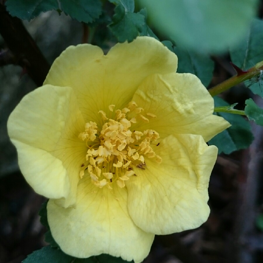 Rose Canary Bird (Shrub) in the GardenTags plant encyclopedia