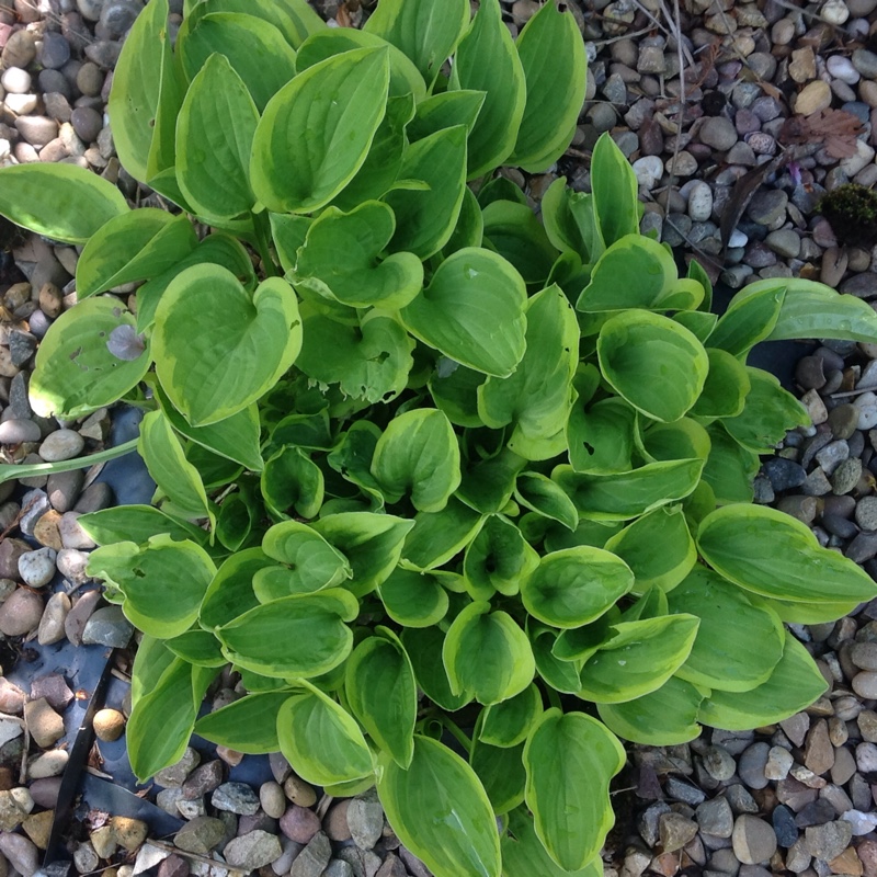 Plantain Lily Golden Tiara in the GardenTags plant encyclopedia