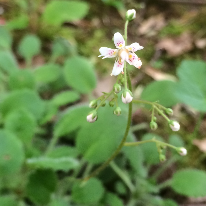 Kidney Saxifrage in the GardenTags plant encyclopedia