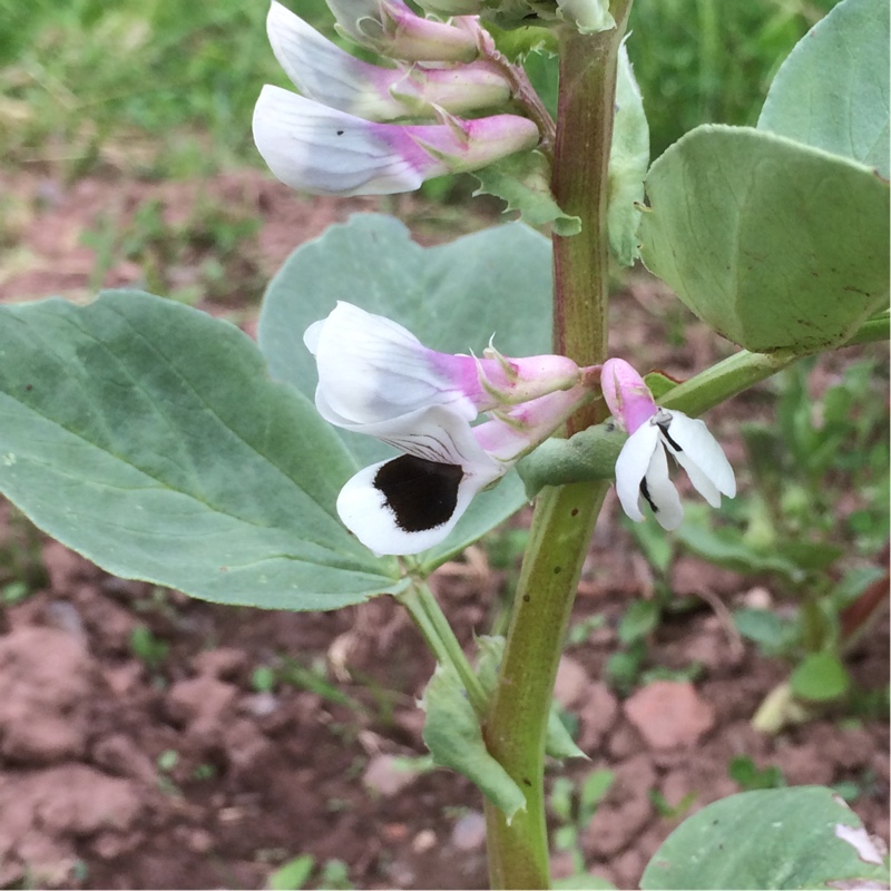 Broad Bean Giant Exhibition Longpod in the GardenTags plant encyclopedia