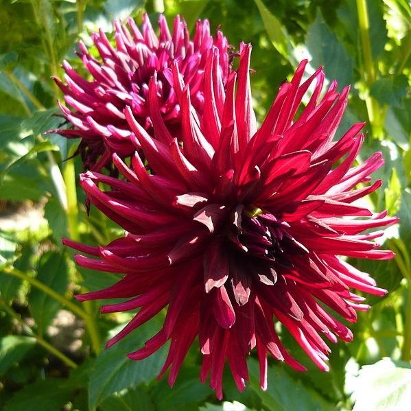 Dahlia Nuit dete in the GardenTags plant encyclopedia