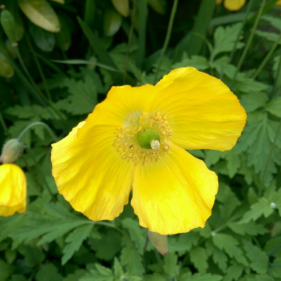 Welsh Poppy in the GardenTags plant encyclopedia