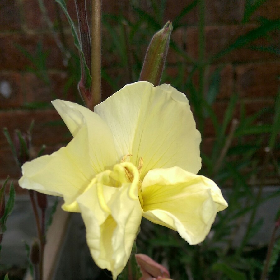 Evening Primrose in the GardenTags plant encyclopedia