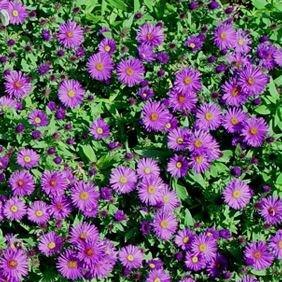 New England Aster Purple Dome in the GardenTags plant encyclopedia