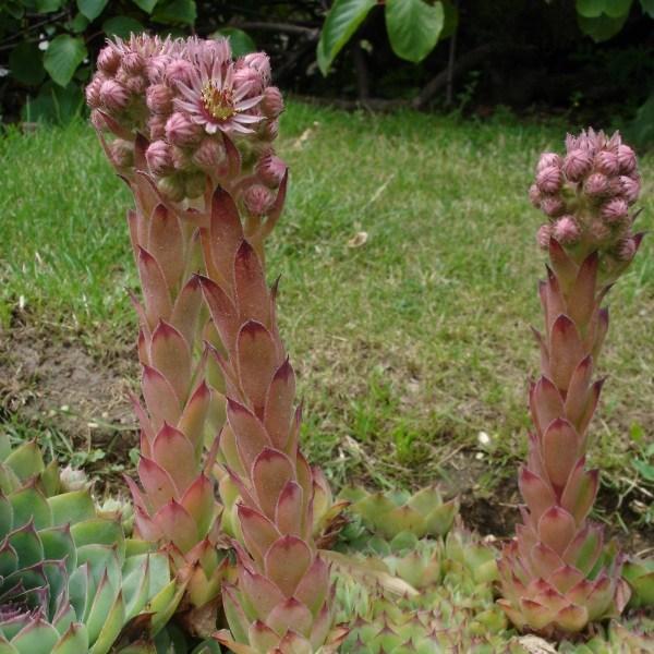 Sempervivum Tectorum in the GardenTags plant encyclopedia