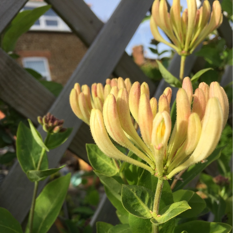 Honeysuckle Scentsation in the GardenTags plant encyclopedia