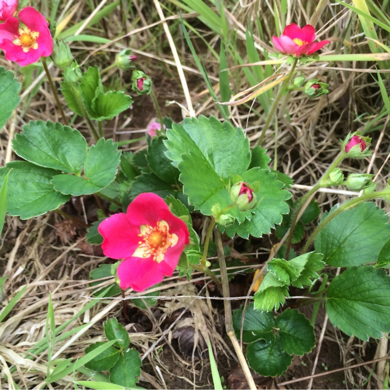 Strawberry Fragoo Deep Rose in the GardenTags plant encyclopedia