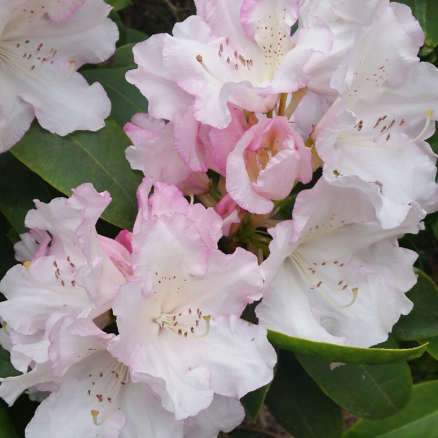 Rhododendron Yakushimanum 'Silver Sixpence', Rhododendron 'Silver ...