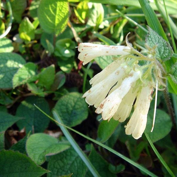 Iberian Comfrey in the GardenTags plant encyclopedia