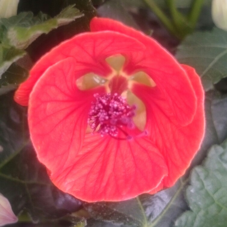 Fowering Maple Red Trumpet in the GardenTags plant encyclopedia