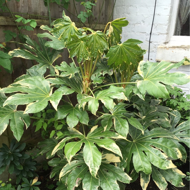 Fatsia japonica 'Variegata', Japanese Aralia 'Variegata' in GardenTags ...