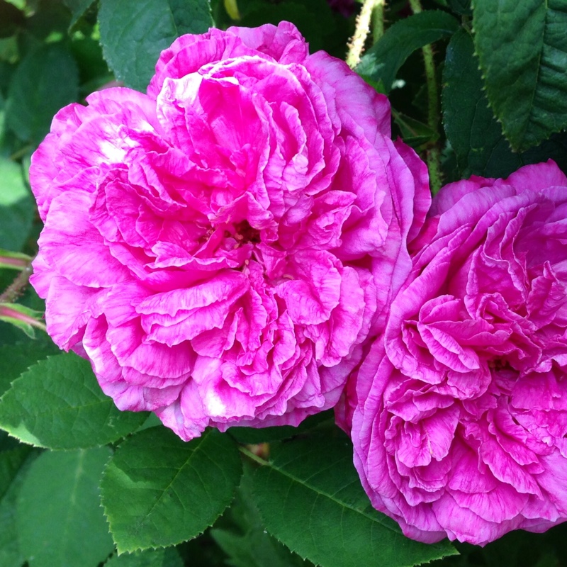 Old Rose Marechal Davoust in the GardenTags plant encyclopedia