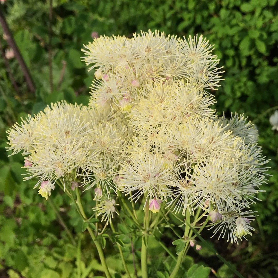 French Meadow Rue Album in the GardenTags plant encyclopedia