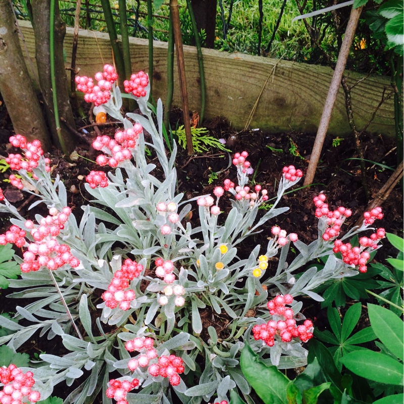 Strawflower Ruby Cluster in the GardenTags plant encyclopedia