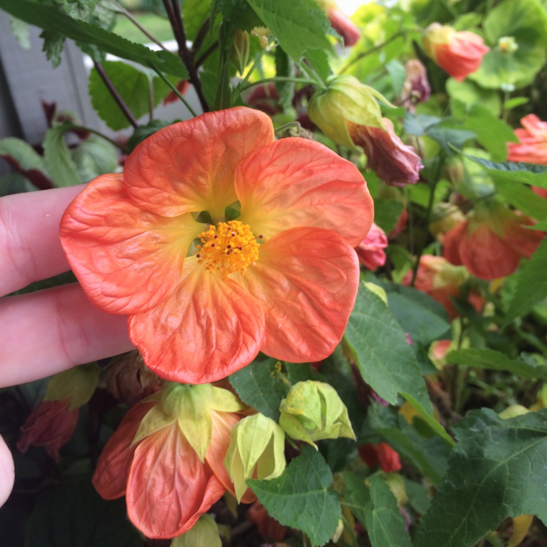 Flowering Maple Orange Glow in the GardenTags plant encyclopedia