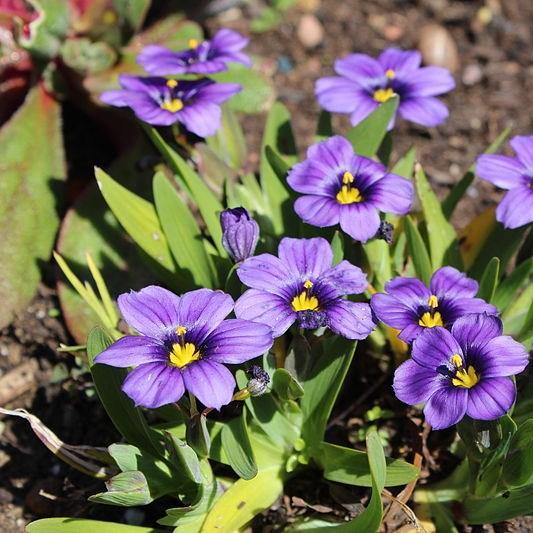 Blue-eyed Grass Californian Skies in the GardenTags plant encyclopedia