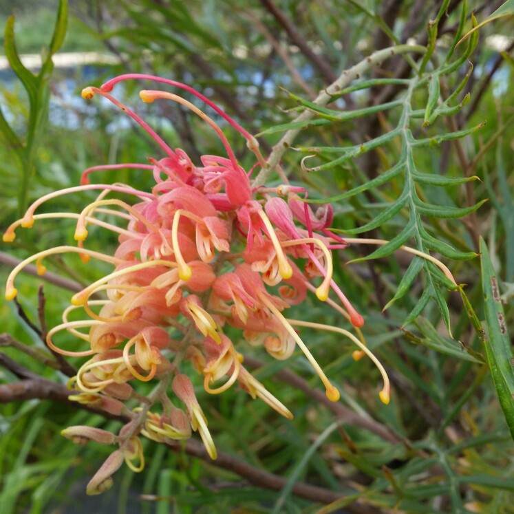 Grevillea Superb in the GardenTags plant encyclopedia