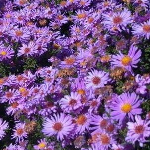 Rice button aster in the GardenTags plant encyclopedia