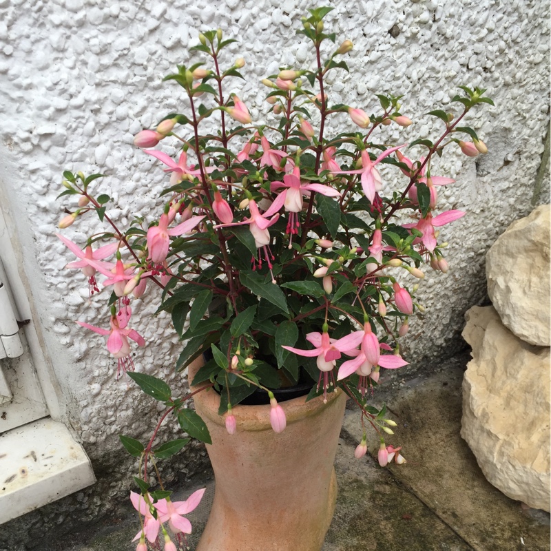 Fuchsia Nelli in the GardenTags plant encyclopedia