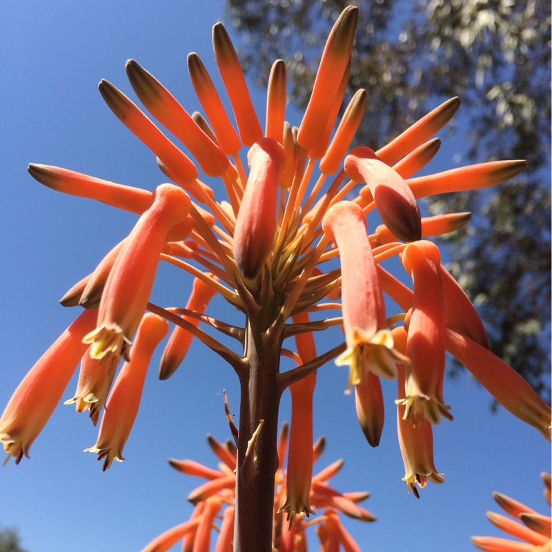 Jewelled Aloe in the GardenTags plant encyclopedia