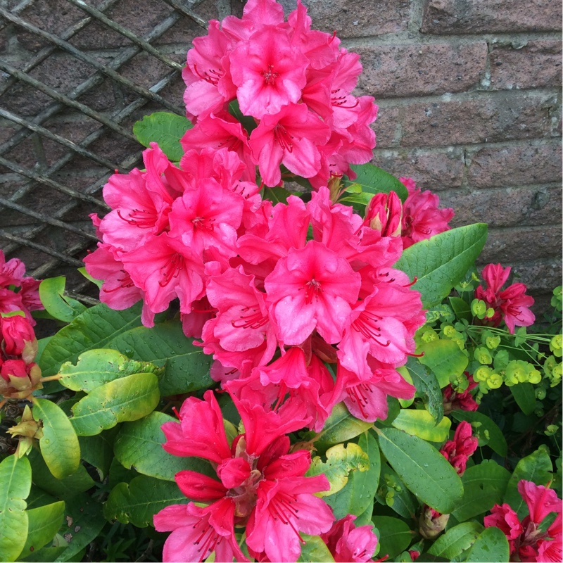 Rhododendron Cary Ann in the GardenTags plant encyclopedia