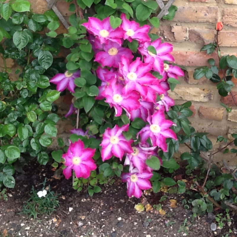 Clematis Pink Fantasy in the GardenTags plant encyclopedia