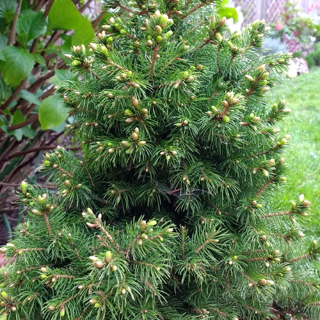 White Spruce Pixie Dust in the GardenTags plant encyclopedia