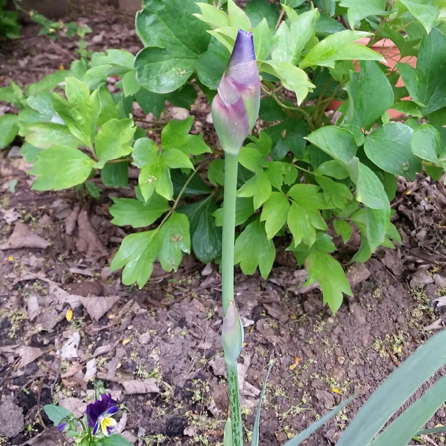 Bearded Iris Freedom Road (Tall) in the GardenTags plant encyclopedia