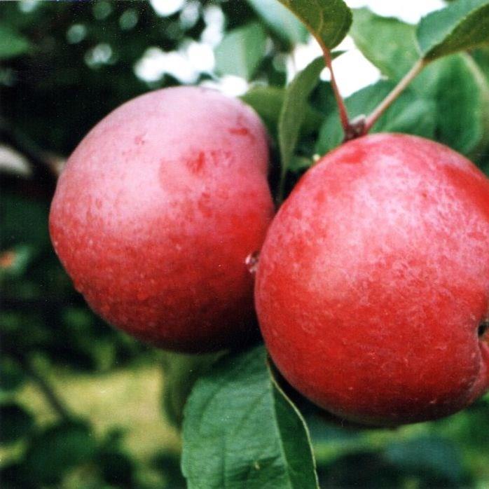 Malus domestica 'Spartan', Apple 'Spartan' in GardenTags plant encyclopedia