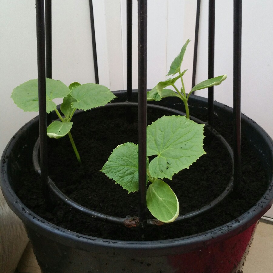 Cucumber Beit Alpha in the GardenTags plant encyclopedia